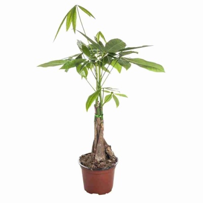 Пахира Акватика