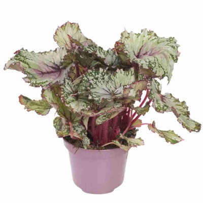 Бегония рекс Картагена