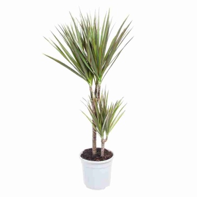 Драцена маргината Биколор 2 ст