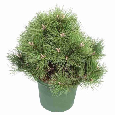 Сосна горная Варелла