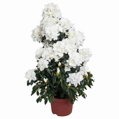 Азалия индика белая пирамида