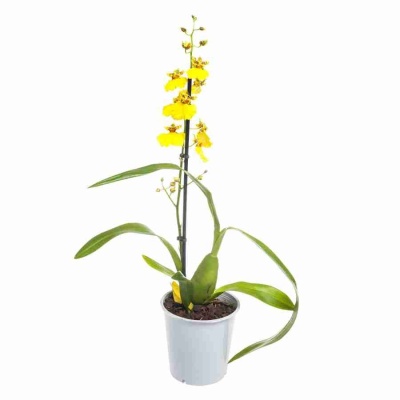 Онцидиум Жёлтый 1 ст