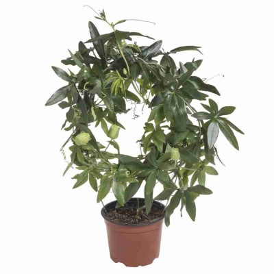 Пассифлора Карулеа