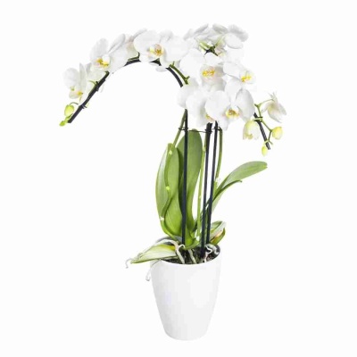 Фаленопсис Белый 3 ст
