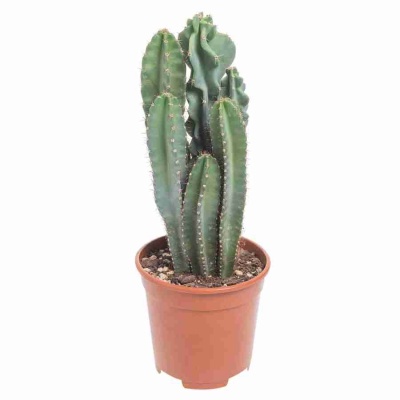 Цереус монстрозный