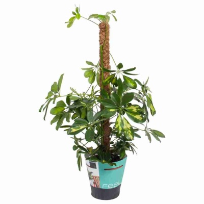 Шеффлера Голд Капелла на опоре