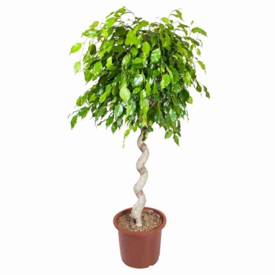 Фикус бенджамина Нитида Спираль