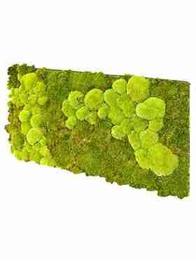 Панель из стабилизированного мха, комбинированный