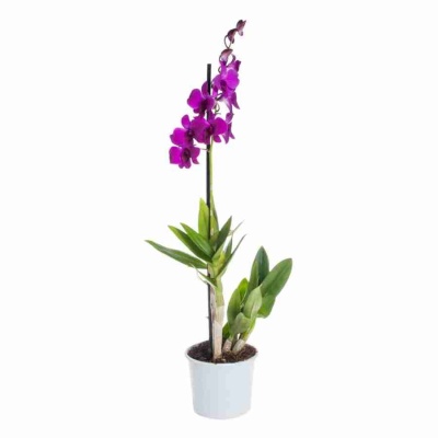 Дендробиум Санок Пинк Пати 1 ст