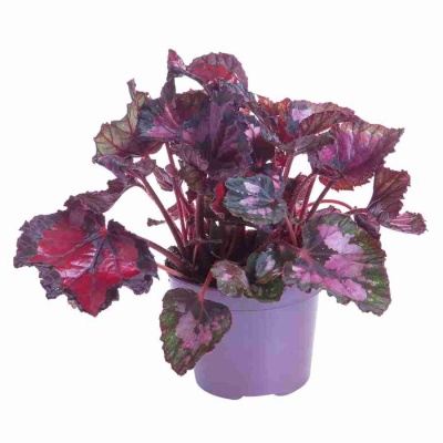 Бегония рекс Инка Найт