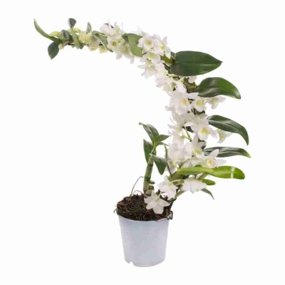 Дендробиум нобиле Белый бумеранг 1 ст