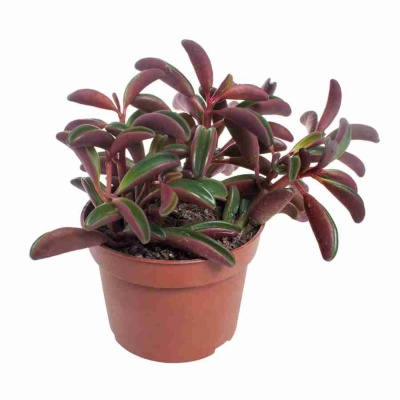 Пеперомия Гравеоленс