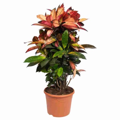 Кодиеум Миссис Айстон разветвленный