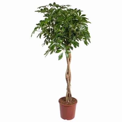 Шеффлера Компакта переплетеная