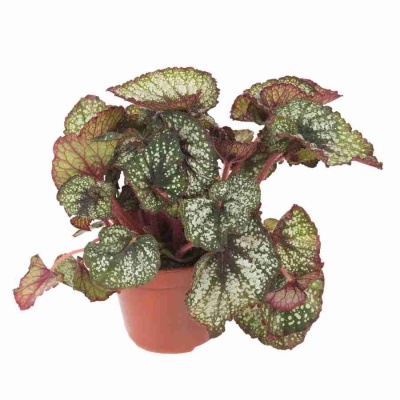 Бегония рекс Сантьяго