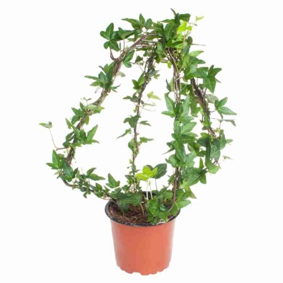 Хедера хеликс Шамрок пирамида