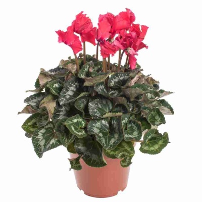 Цикламен Халиос красный