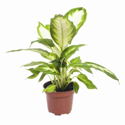 Аглаонема Робелена