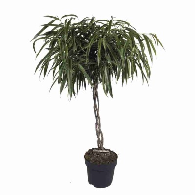 Фикус биннендийка Амстел Кинг переплетеный