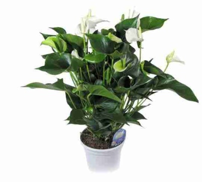 Антуриум Андрианум Чемпион Белый