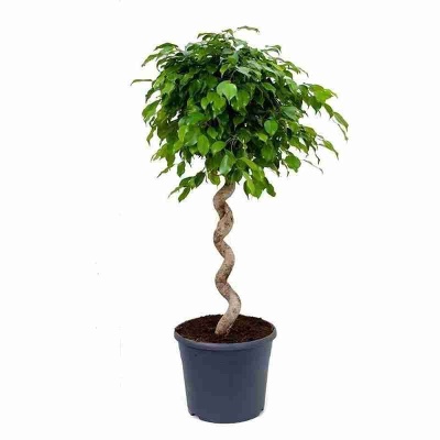 Фикус бенджамина Экзотика Спираль