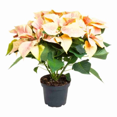 Пуансеттия Сатурнус Марбл