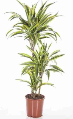 Драцена фрагранс Лемон Лайм 2 ствола