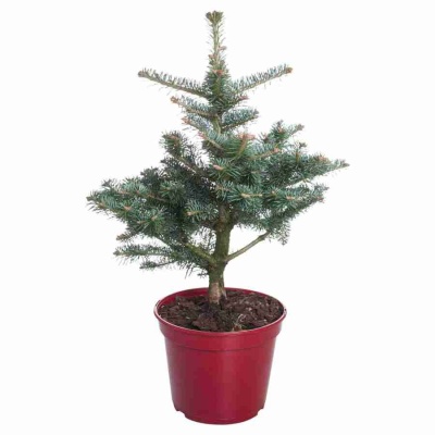 Пихта Нордманна