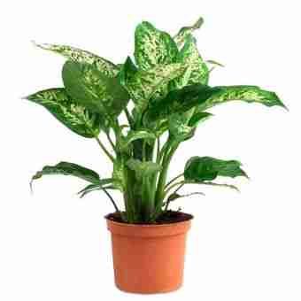 Диффенбахия Компакта