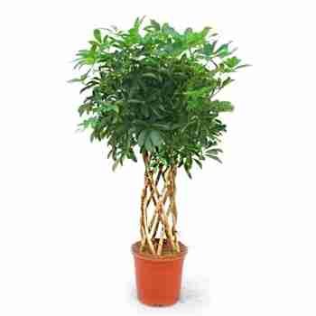 Шеффлера Компакта цилиндр