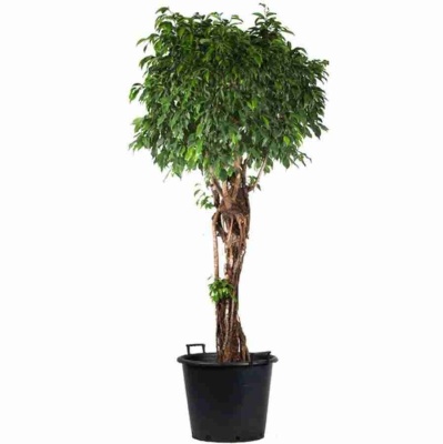 Гузмания Тутти-Фрутти