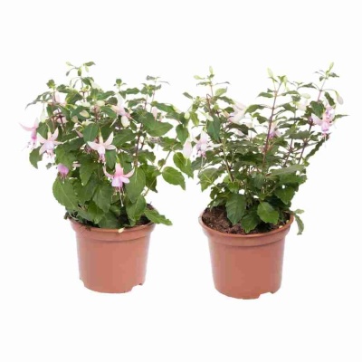 Фуксия Анабель