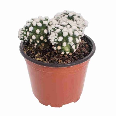 Маммиллярия Сноукап белая