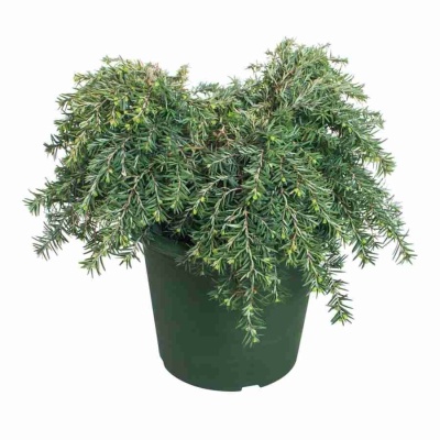 Можжевельник Грин Карпет