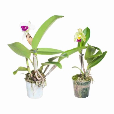 Каттлея  1 ст