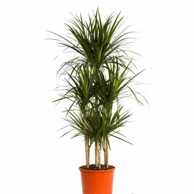 Драцена маргината 4 ст