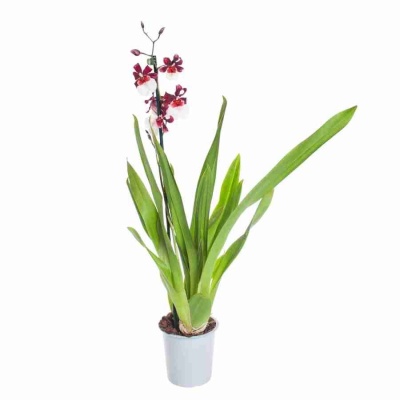 Камбрия Бартлей Шварц 1 ст