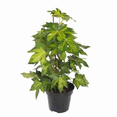 Фатсхедера лизе Сильвер Принц