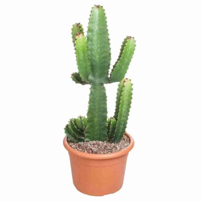 Цереус перуанский