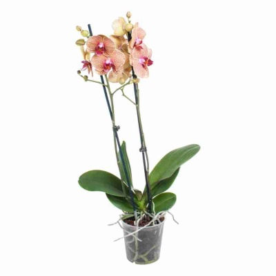 Фаленопсис Аполло 2 ст