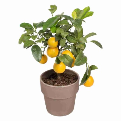 Цитрус Лайм Ред 