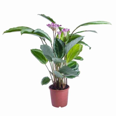 Калатея Бикажо Кобра