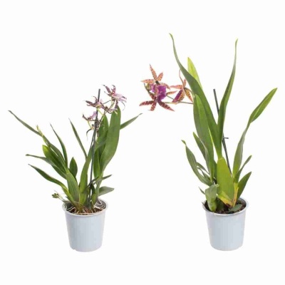 Брассия микс