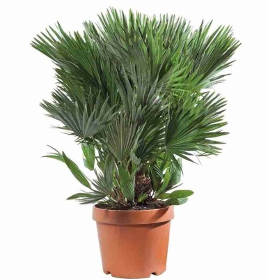 Хамеропс Вулкан