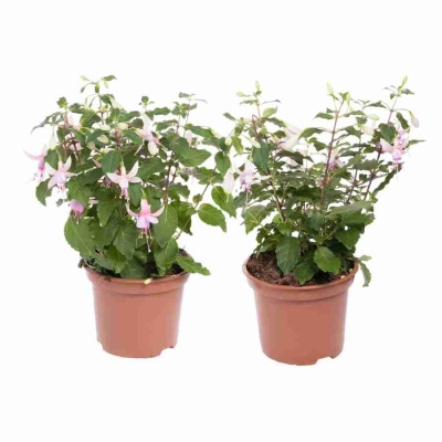 Фуксия Анабель