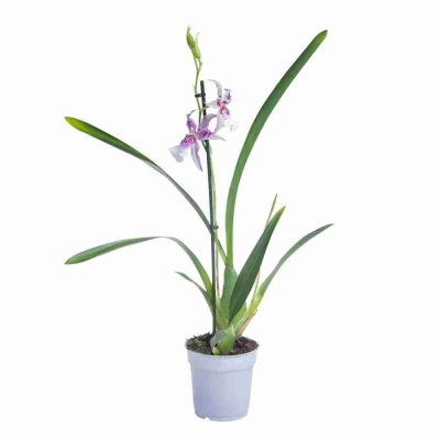 Беаллара Пегги Рут 2 ст