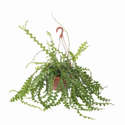 Эпифиллум Ангулигер