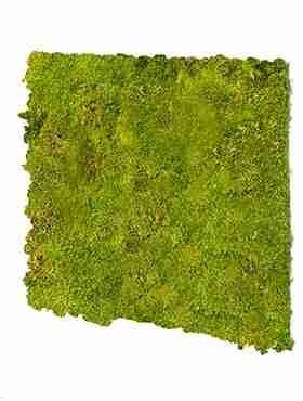 Панель из стабилизированного мха, зеленый лайм