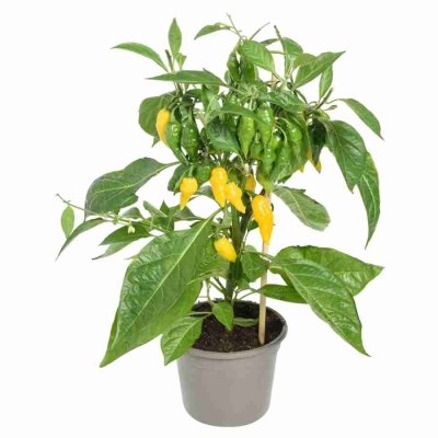 Перец желтый