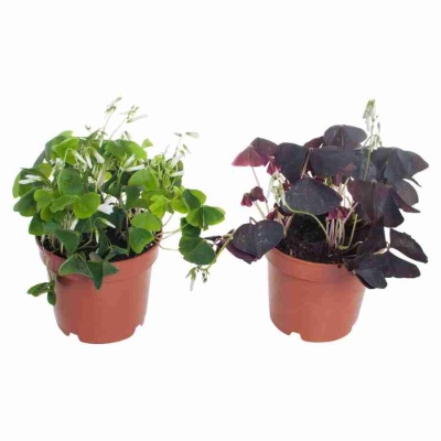 Оксалис Микс